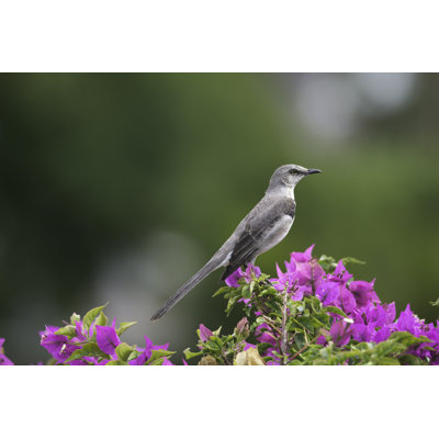 «Northern Mockingbird» par Spates - photographie sur toile tendue