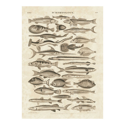 Ichthyology II - impression sur toile tendue