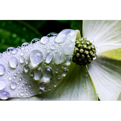 Dogwood Flower Rain. by Davealan