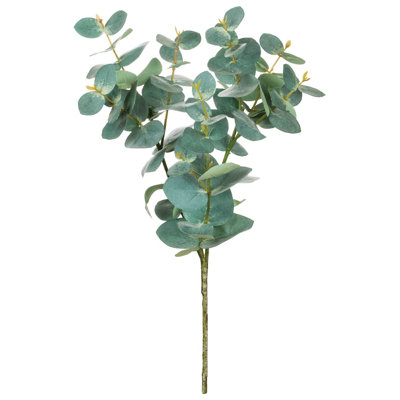 Jet d'eucalyptus Toscani