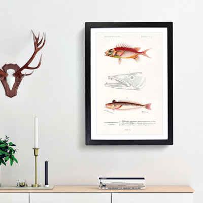 Fish Illustrations PL. 2 by Charles d' Orbigny - Picture Frame Graphic Art Print