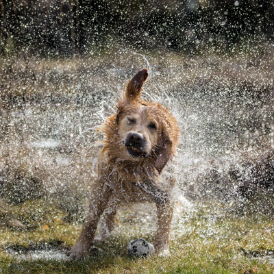 Dog shaking off water 466513590