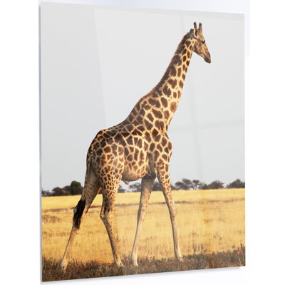 " Single Giraffe In Africa Walking "