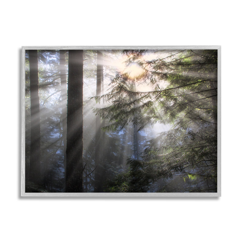Gray Framed Forest Sun Rays Nature Scenery Canvas Print