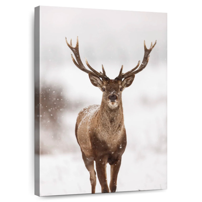 Snow Clad Deer
