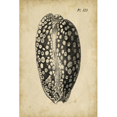 Vintage Diderot Shell II by Vision Studio - Wrapped Canvas Art Prints