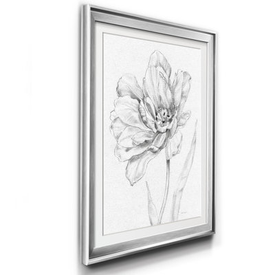 " Tulip Sketch "