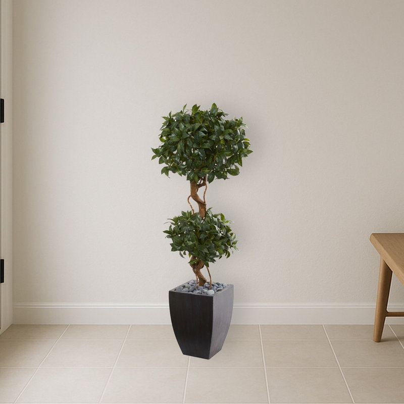 Sweet Bay Double Topiary Tree in Planter