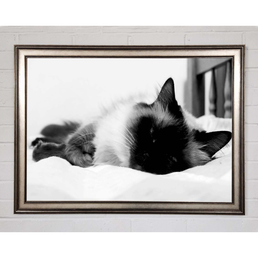 Its A Cats Life B N W - Einzelne Bilderrahmen Kunstdrucke