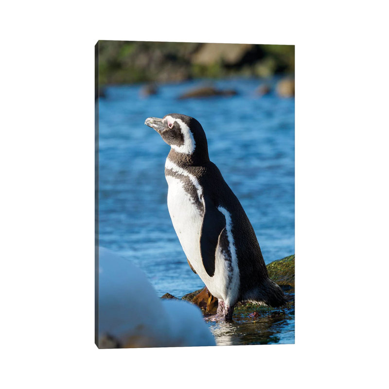 Magellanic Penguin At Rocky Shore, Falkland Islands by Martin Zwick - Wrapped Canvas Print, 20.32 cm H x 30.48 cm W