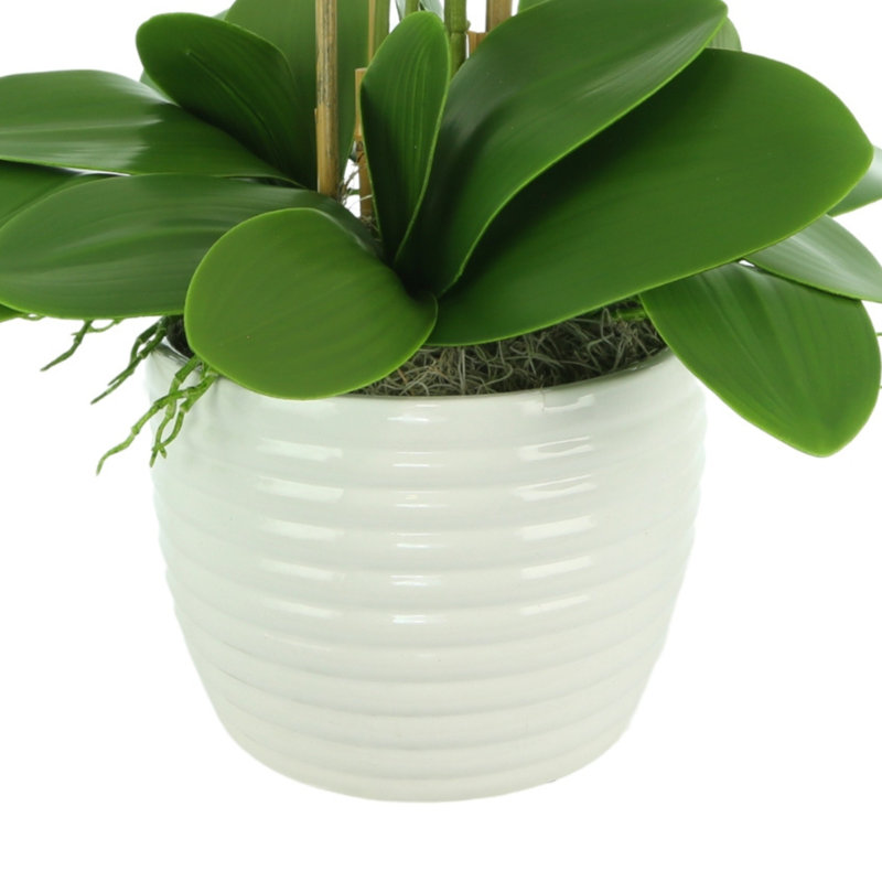 Organic Modern Orchid Arrangement in Ceramic Vase