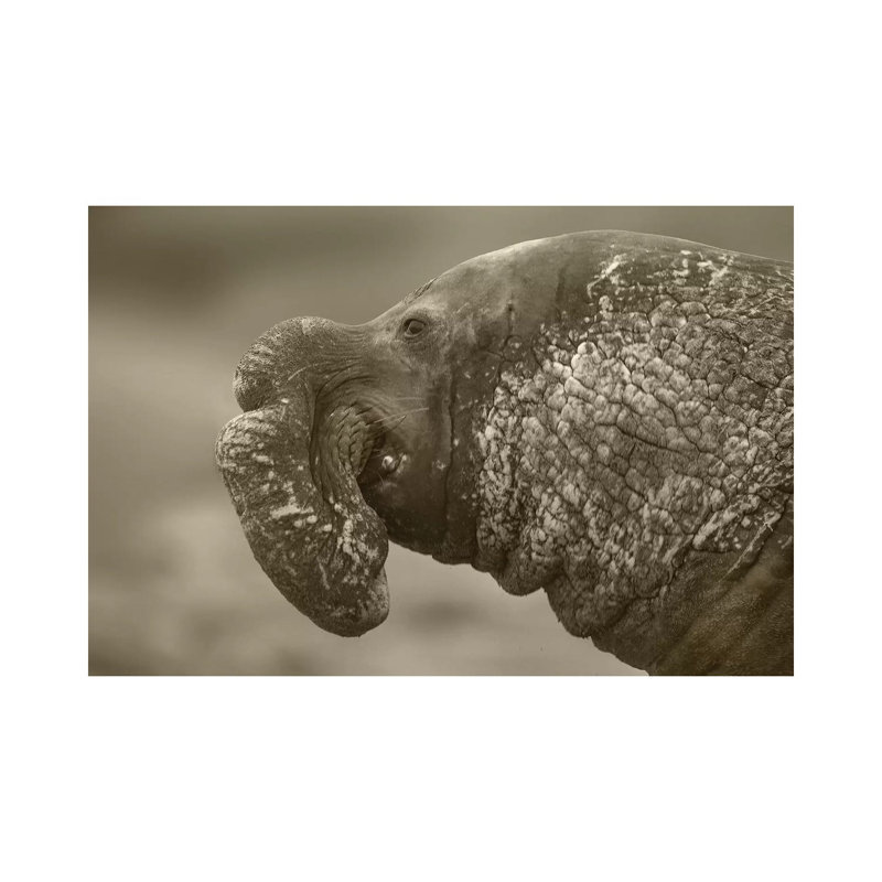 Northern Elephant Seal Male, Piedras Blancas, California by Tim Fitzharris - Wrapped Canvas Gallery-Wrapped Canvas Giclée