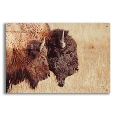 «Bison pair» par Nathan Larson, art mural en verre acrylique