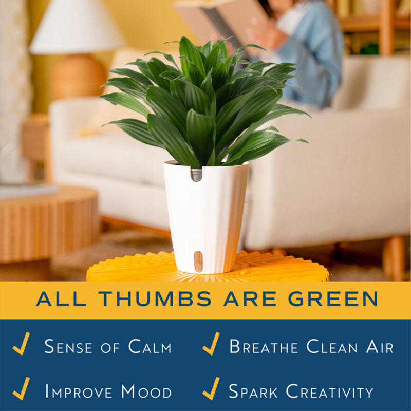 Dracaena Plant in Planter