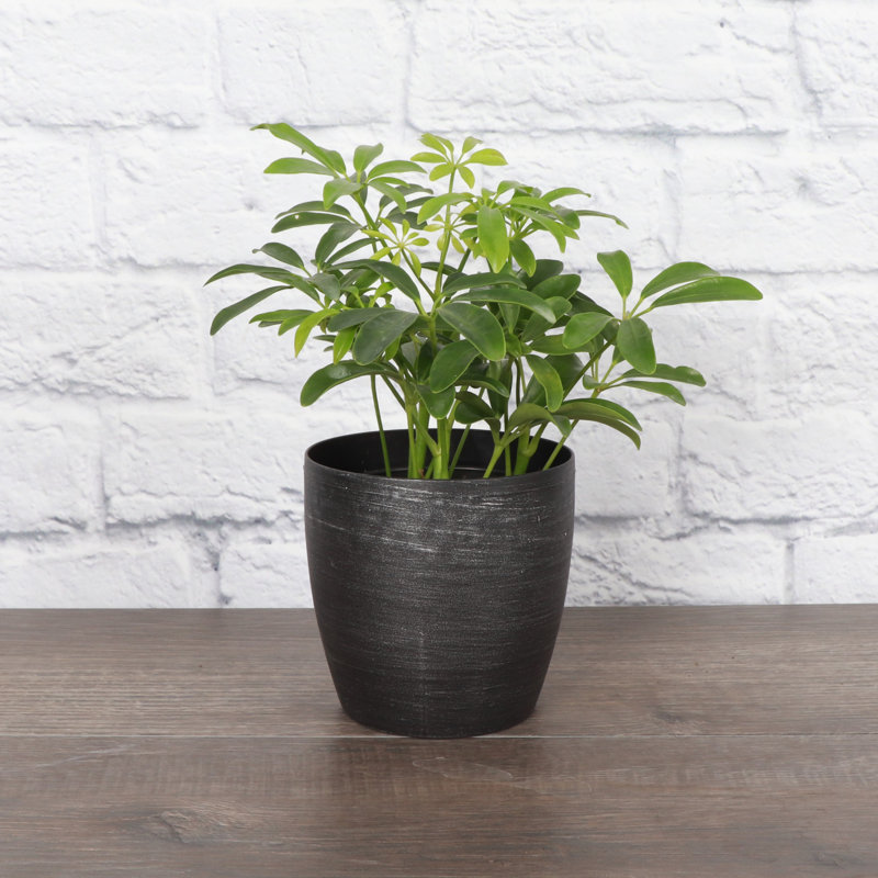 Live Arboricola Plant in Classic Pot, Brushed Silver