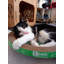 Grattoir rond pour chat PetPro B - Tapis à griffer amusant et durable pour chats heureux et en santé