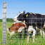 Clôture en fil de fer galvanisé 6 pi x 100 pi, clôture robuste pour bovins et caprins, rouleau de clôture pour ferme de cerfs-124813267