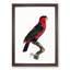 A Black-Capped Lory by F. Levaillant - Framed Print-55457502-55457511