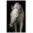 Pasha by Lillian August - Photograph on Canvas