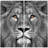 King of the Jungle AB Frameless Tempered Glass Panel Graphic Wall Art