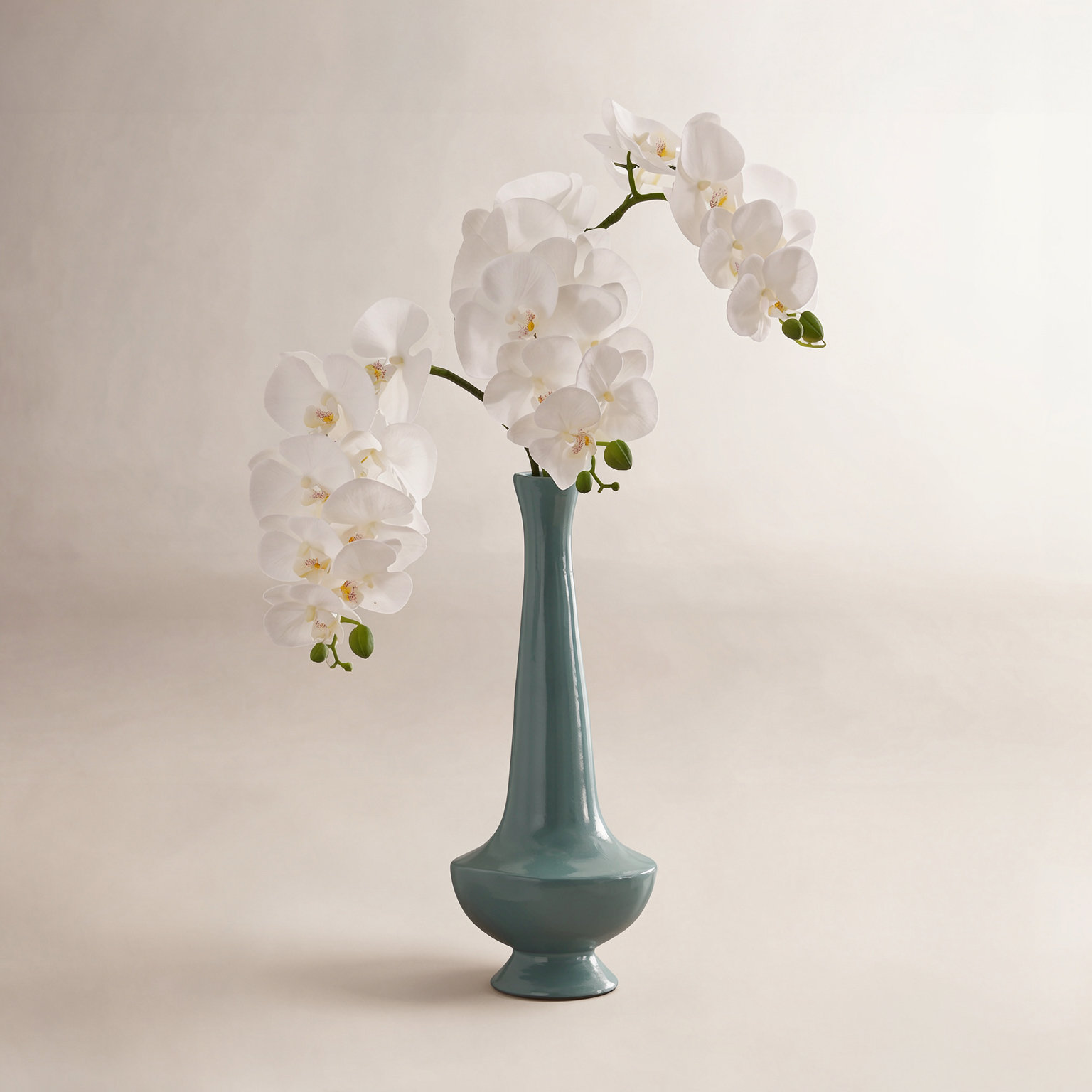 Phalaenopsis Orchid Stems, White