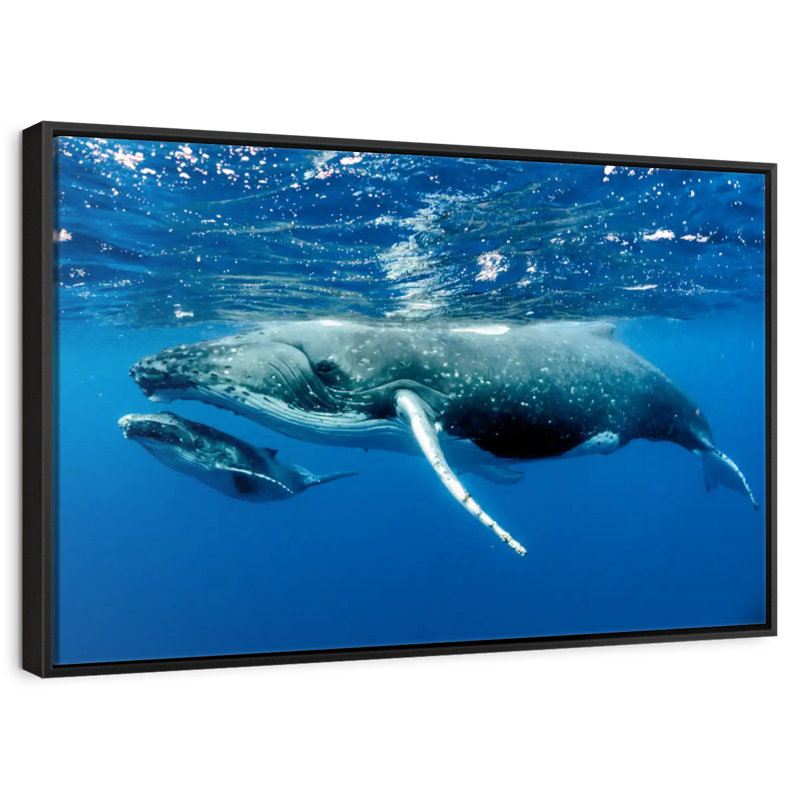 Baleine et veau, Cadre flottant noir, 13 po x 9 po