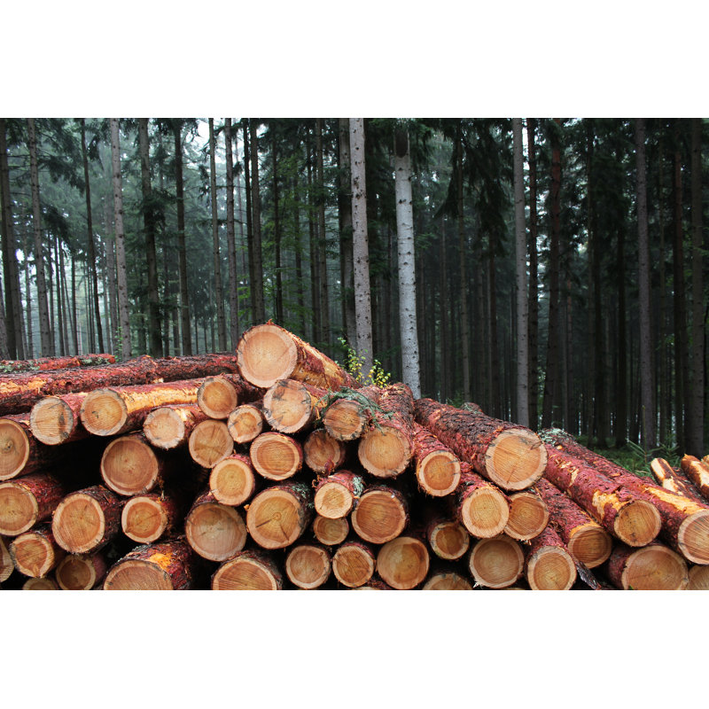 Pile Of Larch Logs by Pojbic - No Frame Art Prints on Canvas, 20cm H x 30cm W