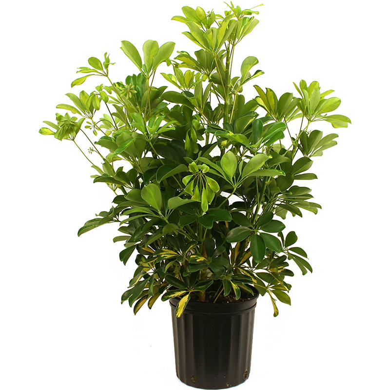 Schefflera Capella in Nursery Pot