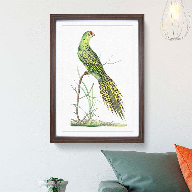 Ground Parrot by George Shaw - Picture Frame Painting Print, 48cm H x 36cm W x 2cm D, Walnut Framed