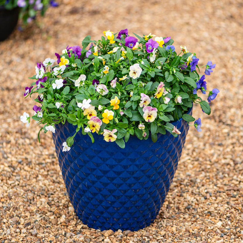 Cassarah Pot Planter, Blue