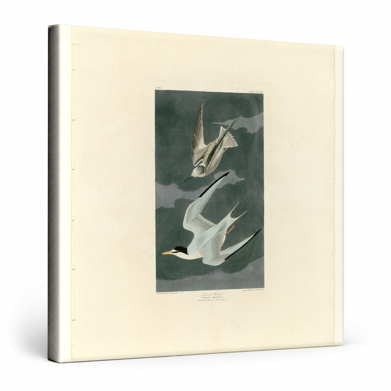 Petite sterne (planche 319) - art mural carré sur toile, 16" W x 16" H