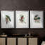 Gould Tropical Birds I - Impression personnalisée de qualité supérieure avec cadre mat - 3 pièces-479936736-479936737