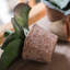 Plante succulent en pot gigantea-1060739831
