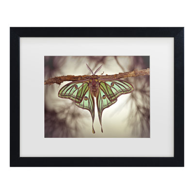 Jimmy Hoffman Mariposa Isabelina