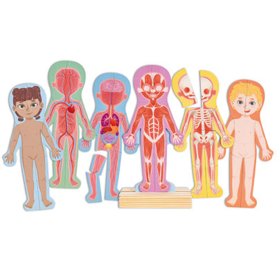Hape: casse-tête magnétique corps humain - 68 pièces - 6 cartes d'anatomie humaine, pièces de puzzle magnétiques colorées, squelette, étude préscolaire, enfants de 3 ans et plus