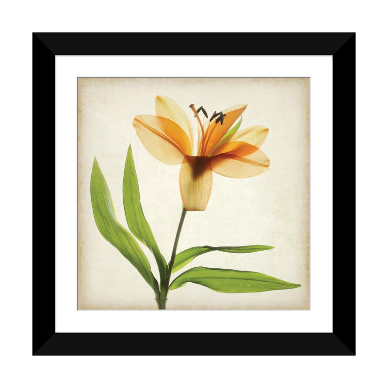 « parchemin floral xi », impression sur toile, H 16 po x l 16 po x P 1 po, Papier d'art encadré noir, Blanc