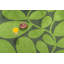 Sycamore Hand Tufted Floral Area Rug in Green-220489881