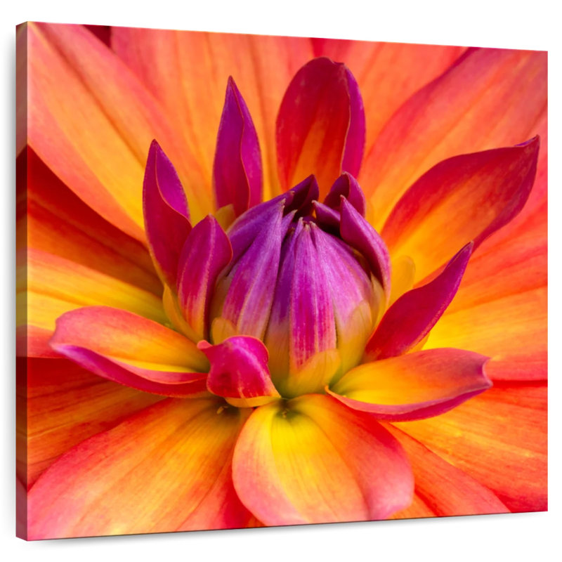 Dahlia en fleurs, H 10 po x l 10 po