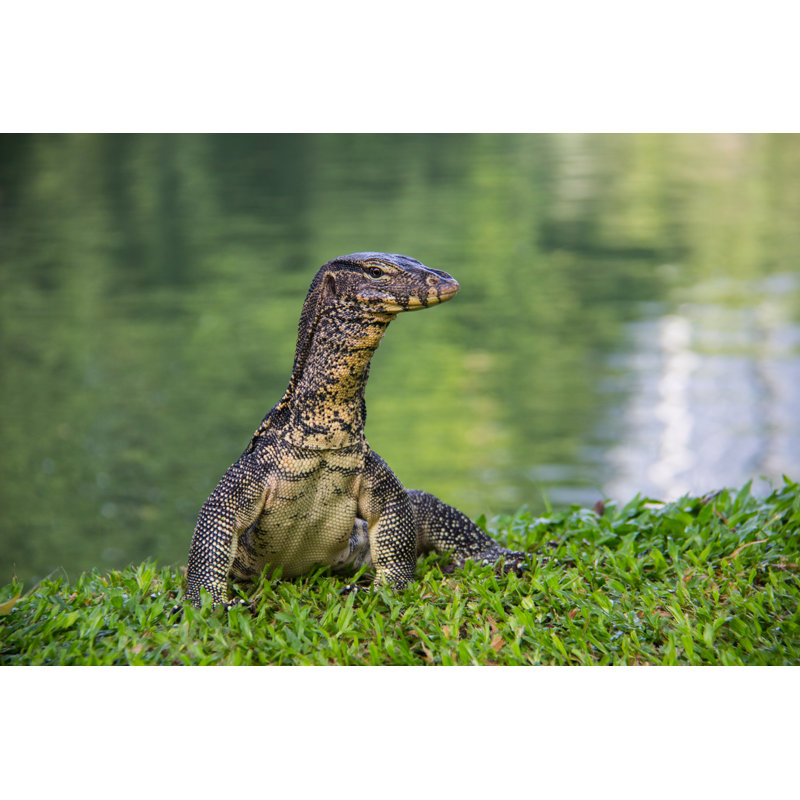 The Water Monitor - Wrapped Canvas Print, 61cm H x 91cm W