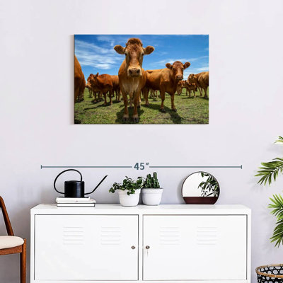 Crowle Gathering Beef Cattle