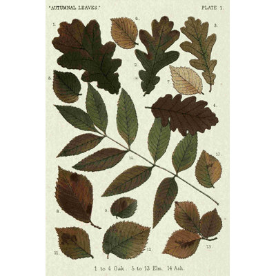 Feuilles d'automne V