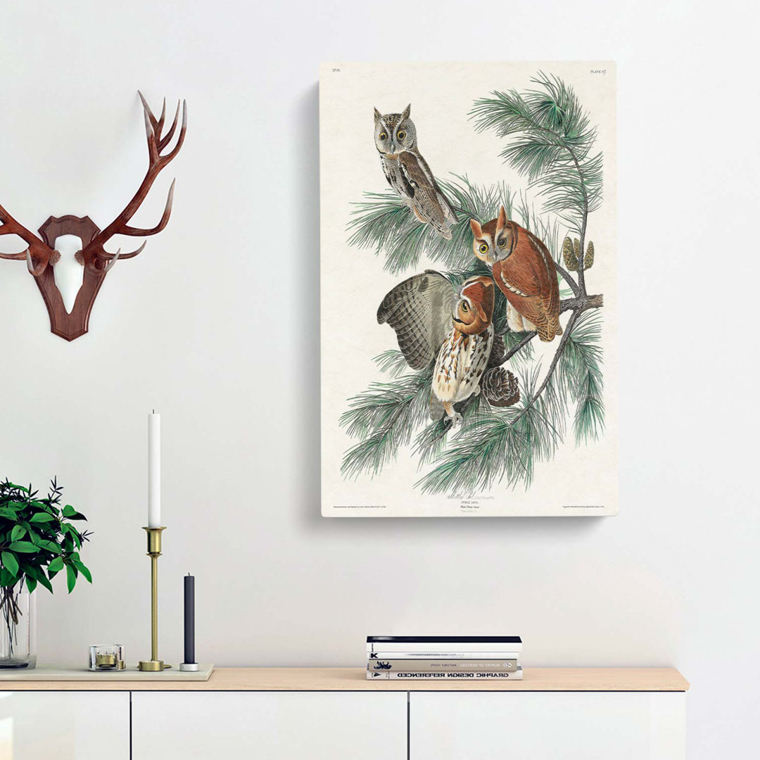 Little Screech Owls by John James Audubon - Wrapped Canvas Art - Wrapped Canvas
