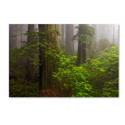 Alexan «Redwoods Fog», reproduction de photo sur toile tendue
