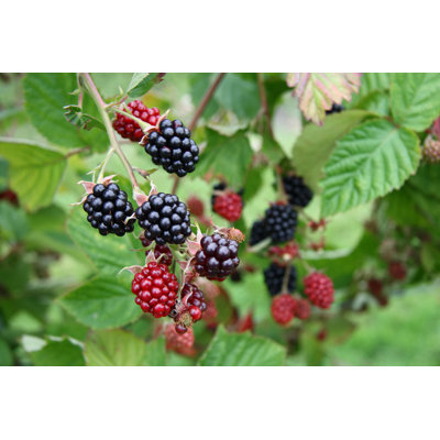 Blackberries by Lvenks - Wrapped Canvas Print