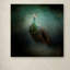 Vidur «Peacock 2», impression sur toile tendue-22073265