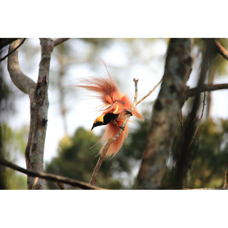 Raggiana Bird-Of-Paradise - Photographie sur toile tendue, L 12 po x H 8 po