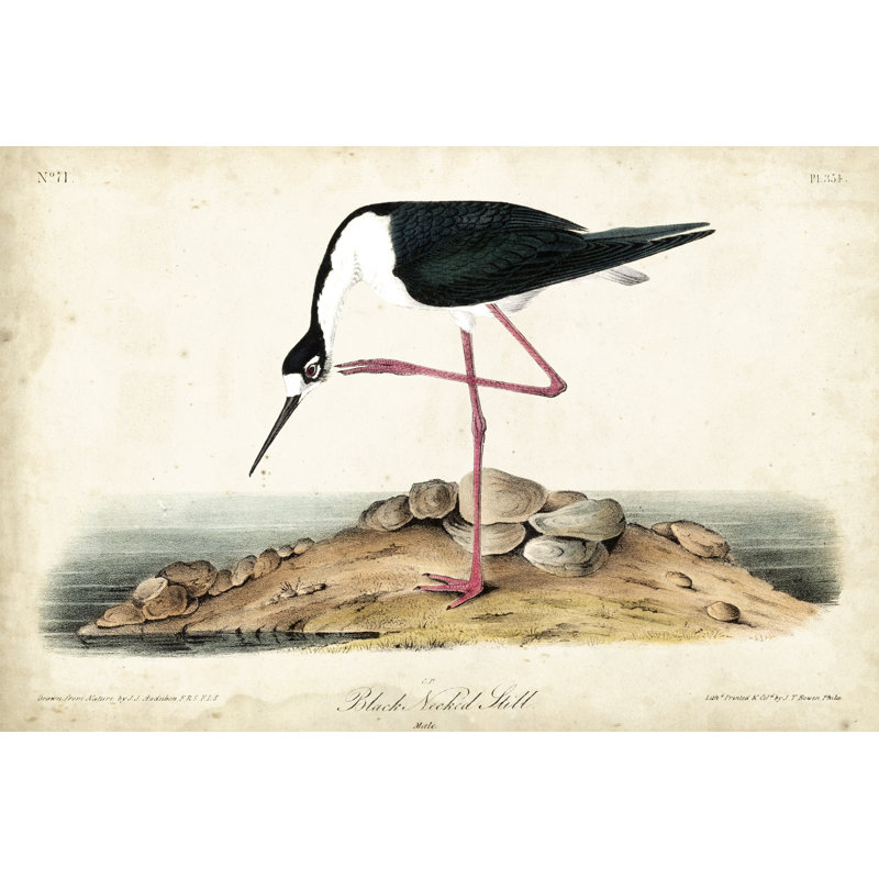 «Black Necked Stilt» par James Audubon - peinture sur toile tendue, H 8 po x l 12 po x P 1,25 po