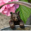Cintre Panda Pot Buddy