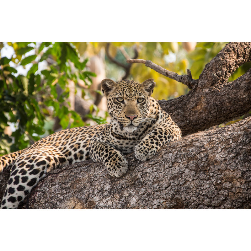 Leopard Is Resting On A Tree - Wrapped Canvas Print, 20cm H x 30cm W