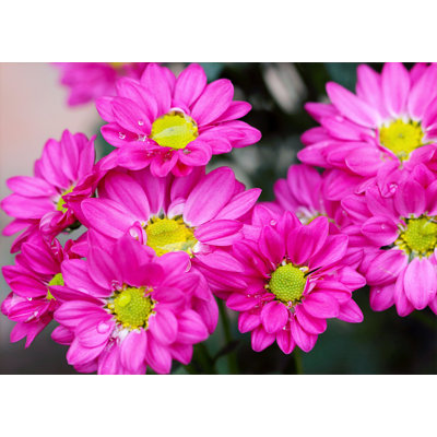 Aster rose